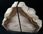 Oregon Petrified Wood Bookends - Ash #12664-2